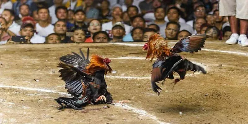 Đá gà ăn tiền hiện nay rất phổ biến được rất nhiều sư kê ưa chuộng