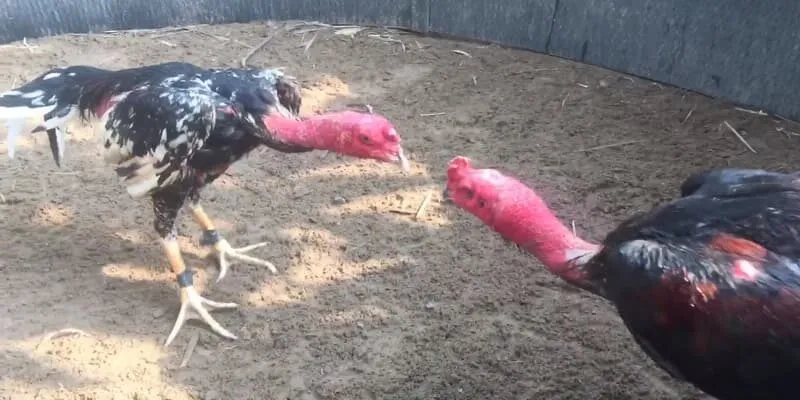 Người chơi cần nắm rõ luật của giải đấu trước khi tham gia