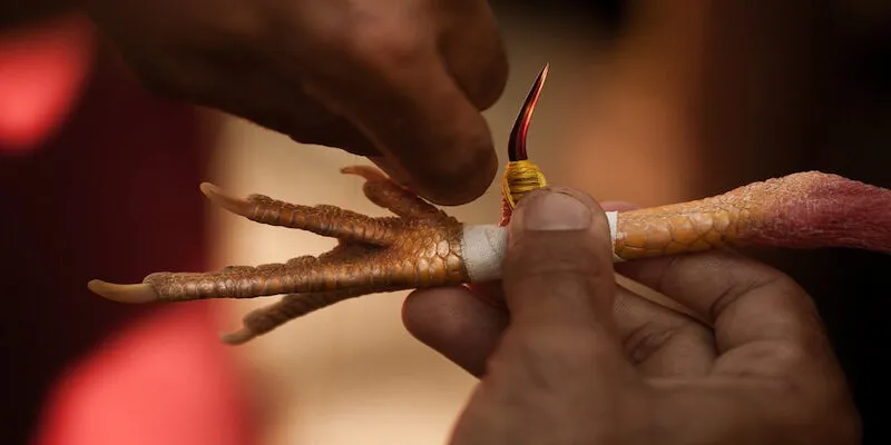 Đeo cựa đồng để chuẩn bị cho trận đá gà cựa dao