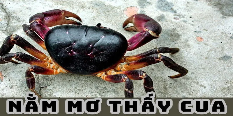 Mơ thấy cua mang điềm báo tốt hay xấu?