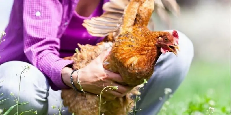 Thông tin về lời nhắc nhở khi chiêm bao thấy mình bắt gà