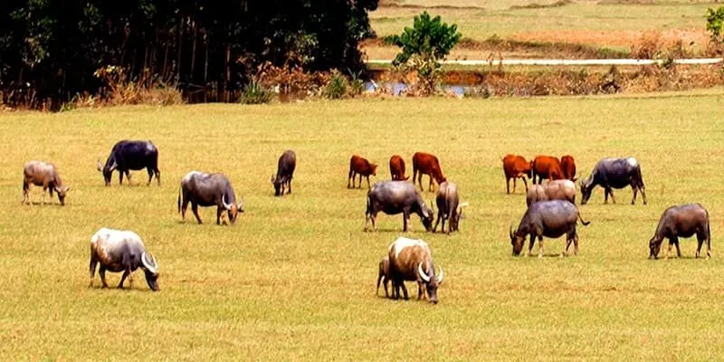 Điềm báo và con số may mắn khi mơ thấy đàn trâu